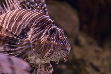 Red lionfish