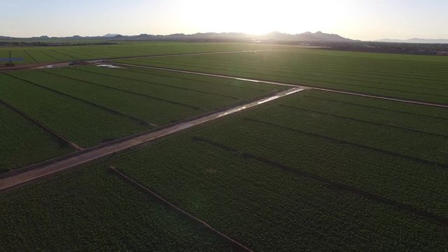 High Over Alfalfa Field at Sunset