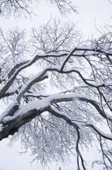 winter tree trunk