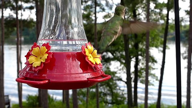 Ruby-throated hummingbird (Archilochus colubris) hovers while drinking nectar nearby lake.
