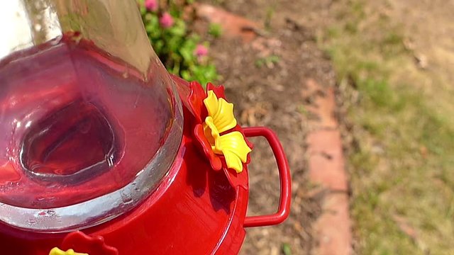 Ruby-throated hummingbird (Archilochus colubris) frightened away from feeder by bird of prey