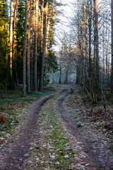 Fototapeta premium forest road with sun rays in the morning