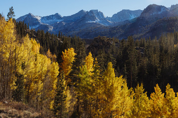 Eastern Sierra Foliage