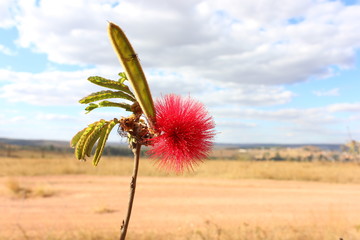 Flower of the Cerrado