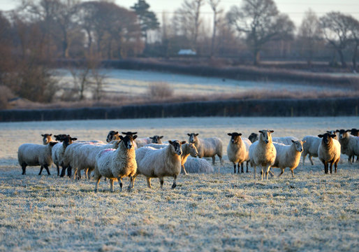 Frosty sheep