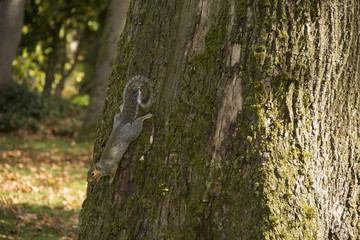 Squirrel climbing down a tree with a nut in its mouth