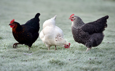 Chickens