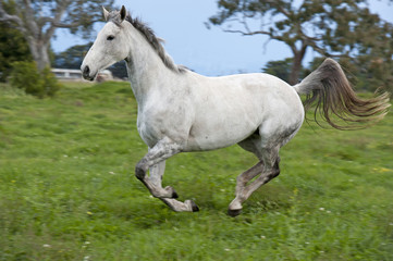 White horse running.