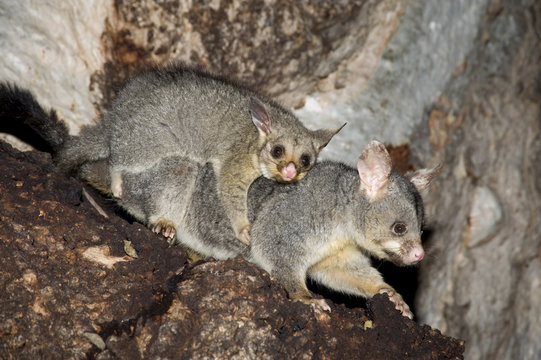 animals common ring-tailed possum with baby.