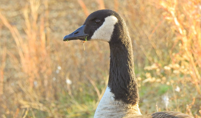 canadian goose