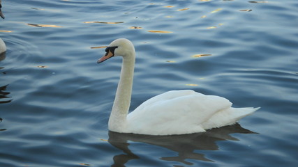 White swan on the lake at Prague