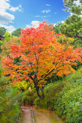 Colors of Japan . Japanese garden with colorful red maple in autumn season travel location of Kyoto Osaka Prefecture in Kansai Region