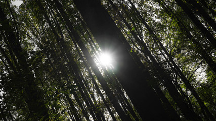 Peaking Sun in Forest
