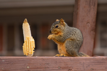 Fox Squirrel standing on fence eating kernel of corn from a corn cob.