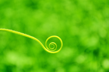 Plant tendril