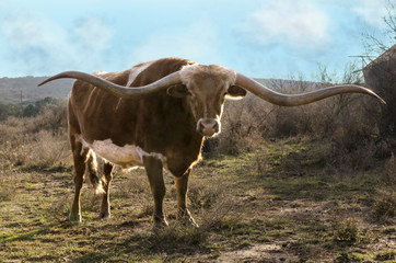 Texas Long Horn Cow