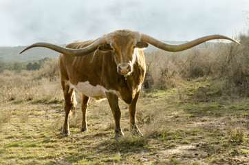 Texas Long Horn Cow