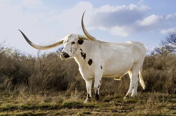 Texas Long Horn Cow