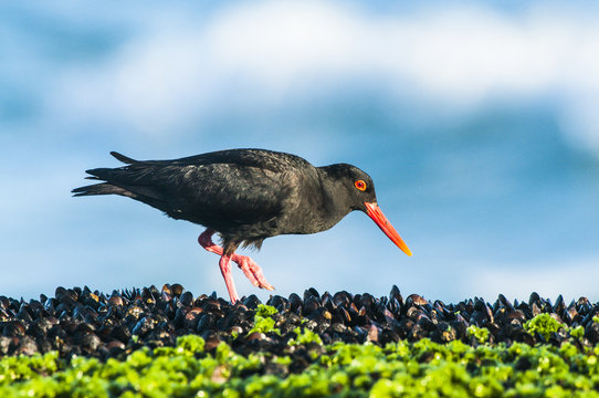 African Black Oystercatcher feeding on intertidal flats