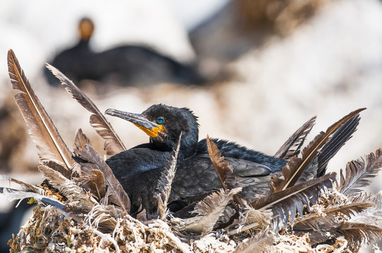 Cape Cormorant incubating its eggs