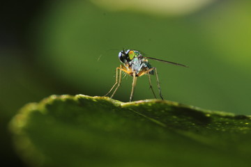 Long-legs Fly