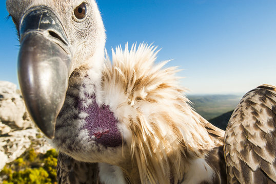 Cape Vulture portrait