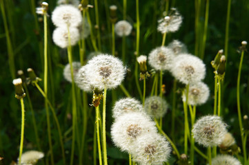 Many white dandelion flowers in the green grass