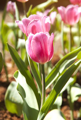 Fototapeta premium Tulips with soft light morning in the park.