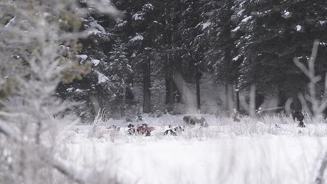 Wolf in snow eats 