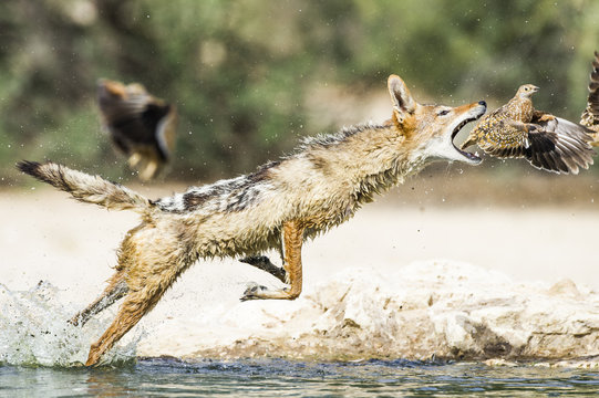 Black backed jackal hunting sandgrouse in water, Northern Cape, South Africa