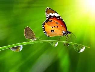 Afwasbaar Fotobehang Vlinder morning dew on a spring grass and butterfly