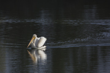 Pelican Swimming on Lake