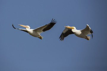 Fototapeta na wymiar Flying Pelicans