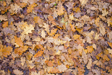 colorful fallen leaves