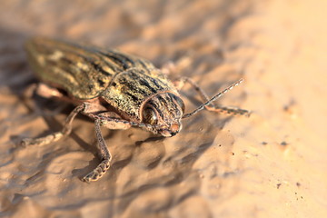 Buprestidae