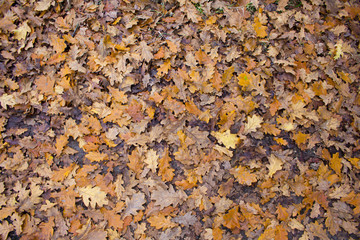colorful fallen leaves