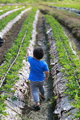 Young boy walking in the strawberry farm