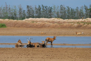 Dafeng National Natural Reserve.