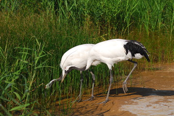 Yancheng  National Natural Reserve.