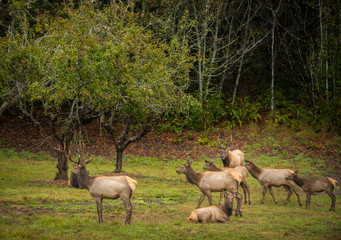 Roosevelt Bull Elk Cervus canadensis roosevelti