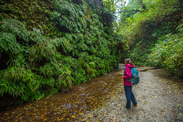 Fototapeta premium Backpacker exploring Fern Canyon California