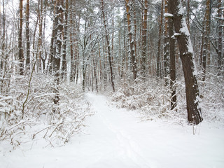 Winter in forest.