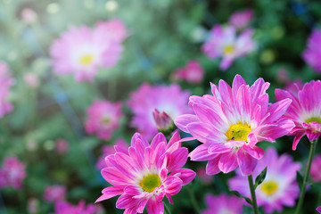 
Purple Chrysanthemum in flower garden agriculture background with soft focus. And have some space for write wording
