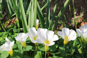 Fototapeta premium 白いフヨウカタバミの花
