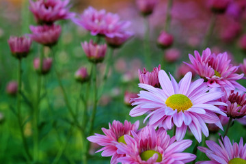 Obraz premium Purple Chrysanthemum in flower garden agriculture background with soft focus. And have some space for write wording 