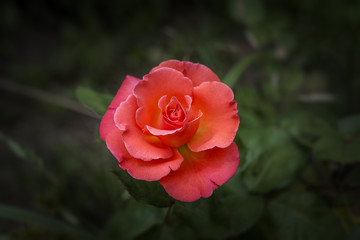 salmon rose with vignette