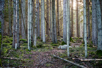Fototapeta premium tree trunks in rows in ancient forest