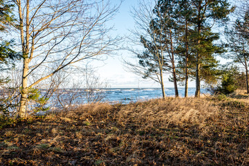 tree trunks in rows on the sea beach