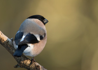Female Eurasian bullfinch perching on a branch 