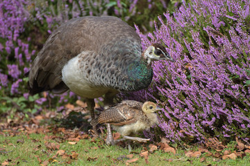 Peahen with chick on Brownsea Island in Poole Harbour, Dorset